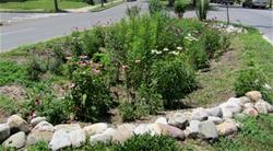 Rain Garden