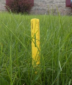 ruler in grass measuring the length